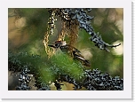 hippiainen Goldcrest _8467 * 800 x 574 * (406KB)